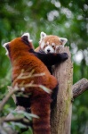 Adorable Couple Of Red Pandas