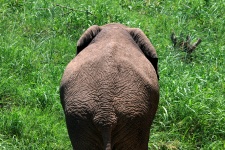 African Elephant Back