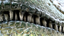Allosaurus Dinosaurs Teeth