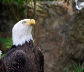 American Bald Eagle #3