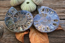 Ammonite Halves