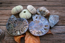 Ammonite Halves
