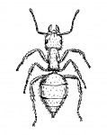 Ant Clipart Illustration