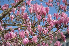 Tree With Magnolias