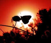 Background Red Butterfly
