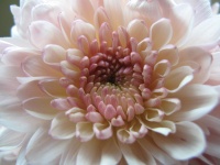 Beautiful Chrysanthemum Light Pink