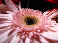 Beautiful Pink Flower, Daisy