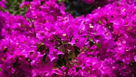 Beautiful Flowers Bougainvillea