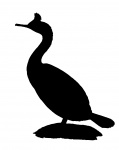 Bird Silhouette, Cormorant