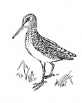 Bird, Snipe, Clipart Illustration