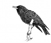 Bird, Starling Illustration Clipart
