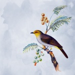 Bird Wallpaper Background
