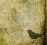 Blackbird Texture Background