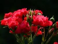 Bouquet Of Red Roses, Celebrations