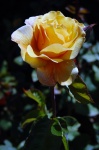 Yellow Rose Button