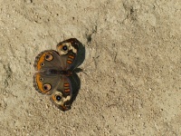 Buckeye Butterfly On Stone