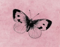 Butterfly Pink Background
