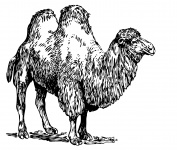 Camel Clipart Illustration