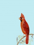 Cardinal Bird Illustration