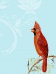 Cardinal Bird On Branch