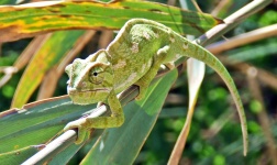 Chameleon On Branch