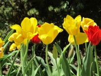 Colorful Yellow Tulips