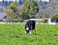 Cow In The Field