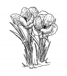 Crocus Flowers Illustration
