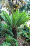 Cycad Plant