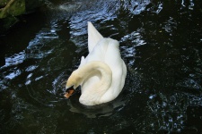 Dazzling White Swan