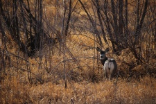 Deer In The Prairie