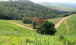 Dirt Roads On Sugar Cane Estate