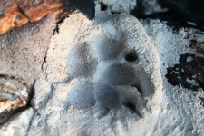 Dog Paw Imprint