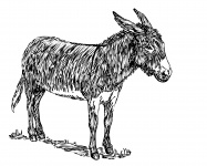 Donkey Clipart Illustration