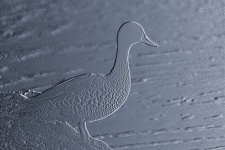Duck Relief Image