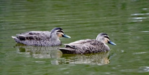 Duck Squadron