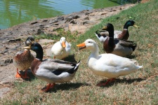 Ducks At The Water's Edge