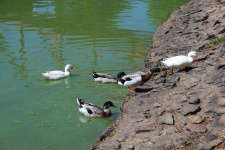 Ducks Going On Shore