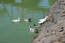 Ducks Leaving The Water
