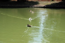 Ducks On A Pond