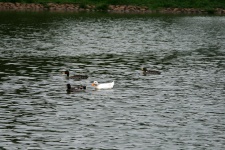 Ducks On A Pond