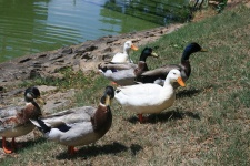 Ducks On Embankment