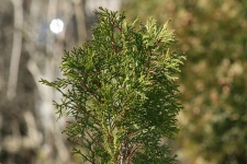 Evergreen Spruce Tree