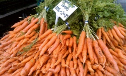 Farmers Market Fresh Carrots