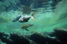 Fish And Turtle In Aquarium