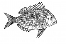 Fish Illustration Clipart