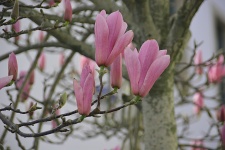 Flowers Of Magnolias