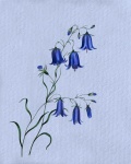 Floral Flowers Blue Watercolor