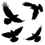 Four Eagles