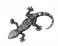Gecko Illustration